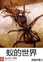 蚁的世界 蚁的世界